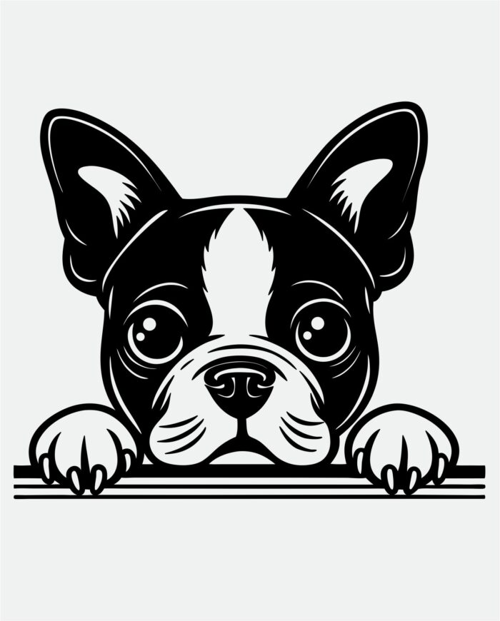 Boston Terrier Gaze SVG